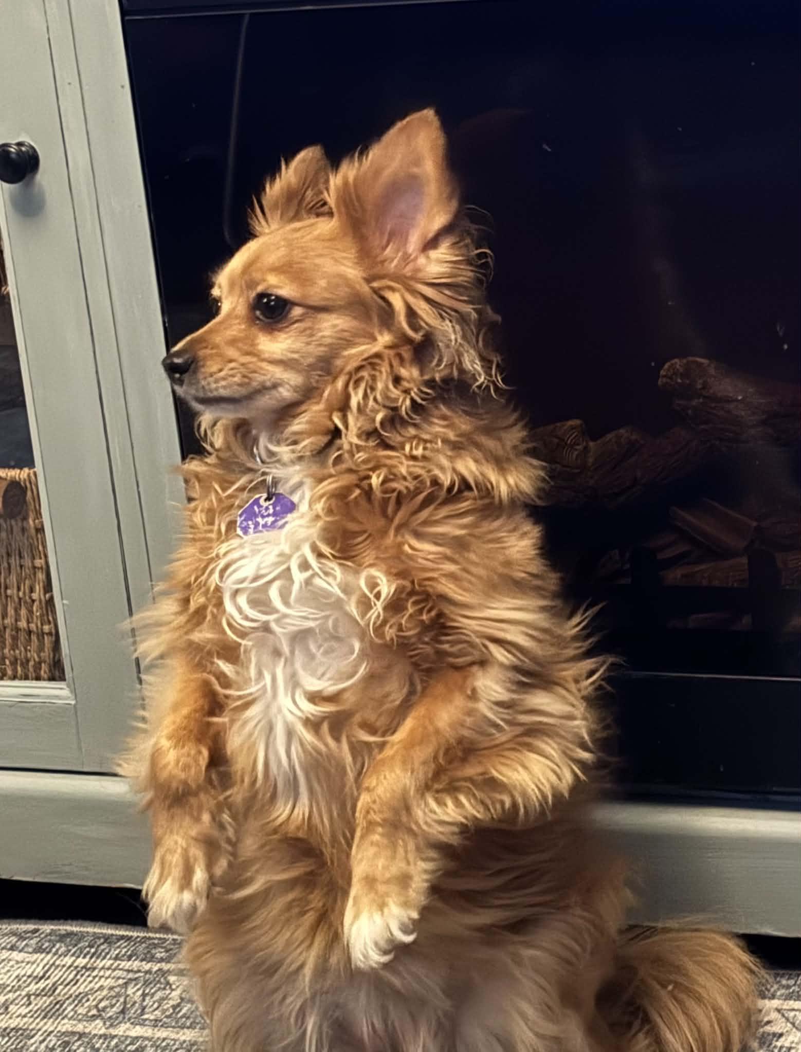 Willow, an adopted mixed breed in Windsor, ON image 4/5