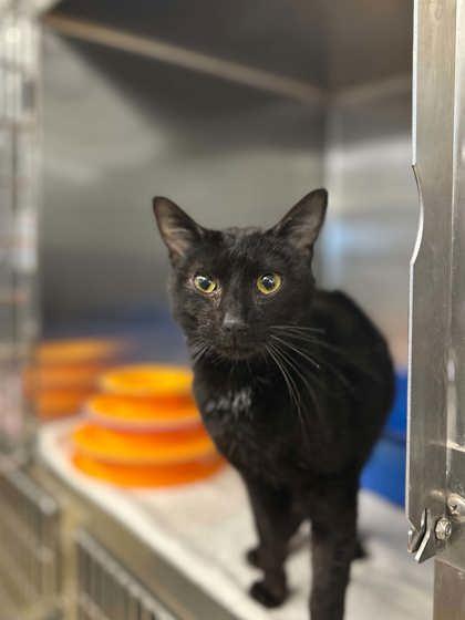 Soki, Adoptable, Adult Male Domestic Short Hair & Domestic Short Hair.