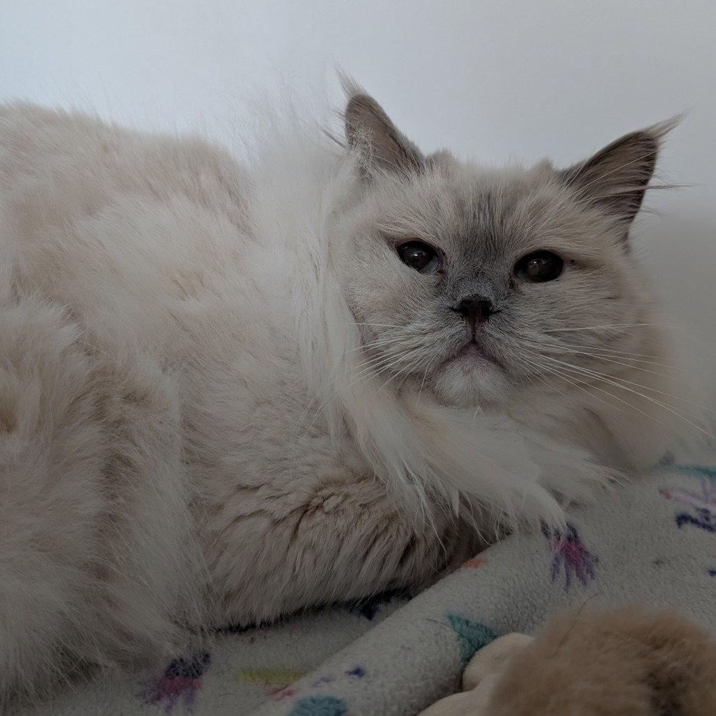 Chardonnay, Adopted, Adult Female Ragdoll.