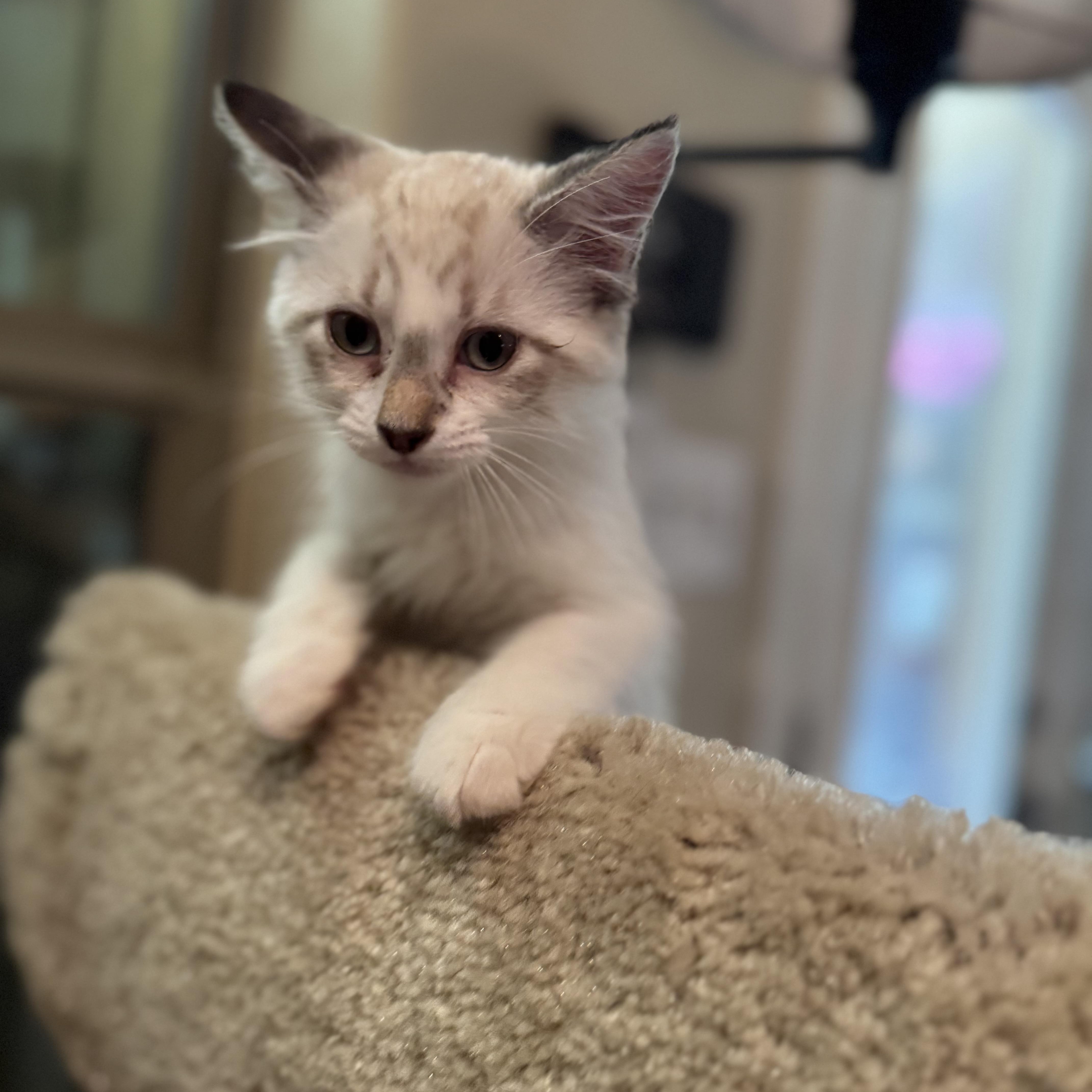 Drew (bonded to Rose)