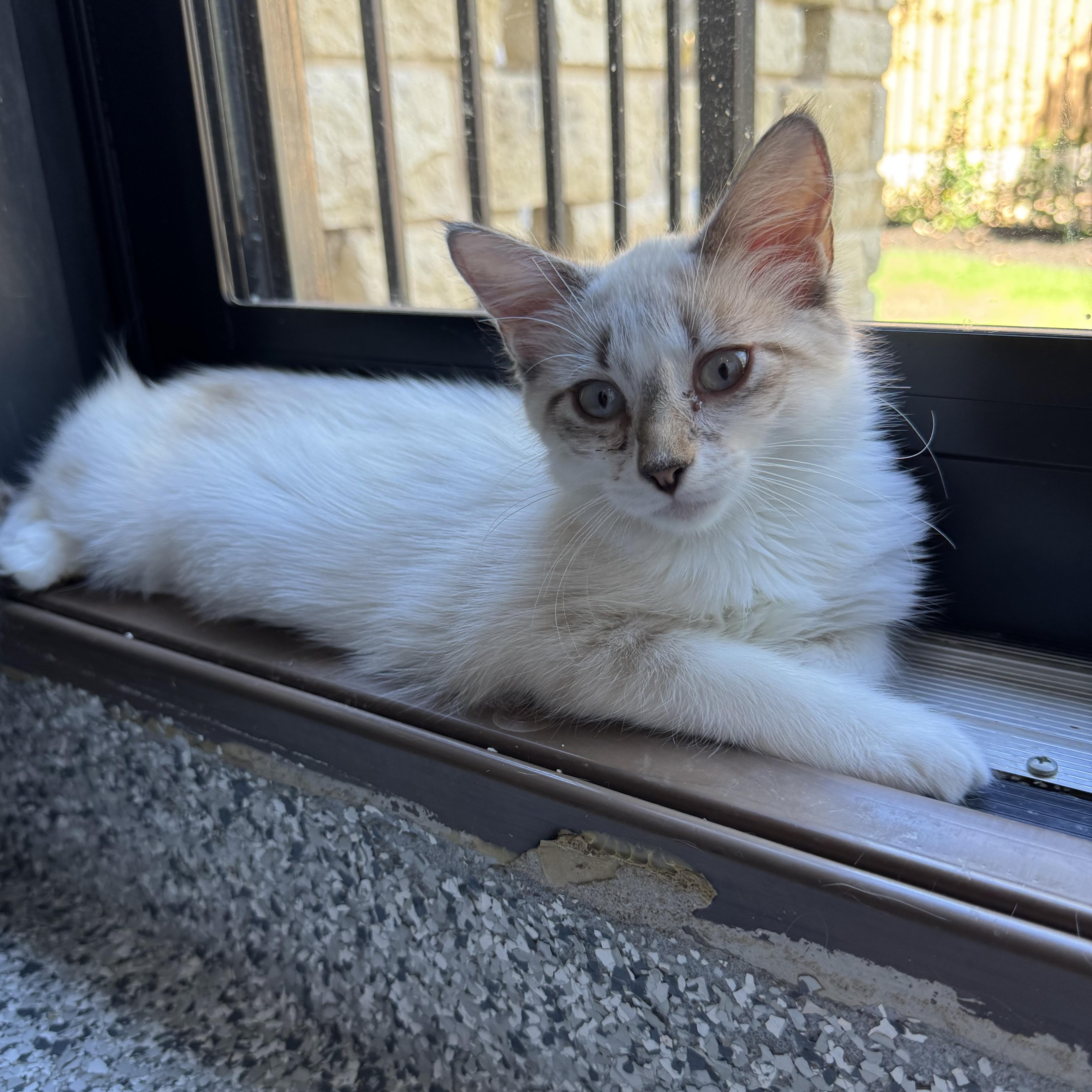 Drew (bonded to Rose)