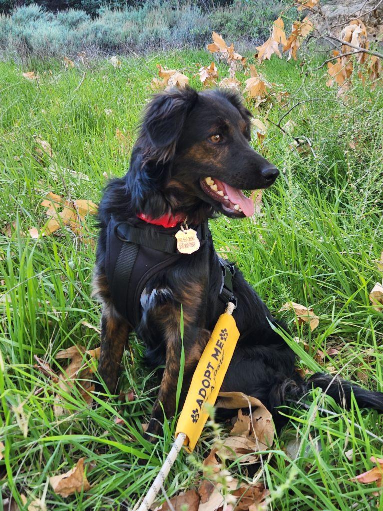 Amy , Adoptable, Young Female Australian Shepherd.