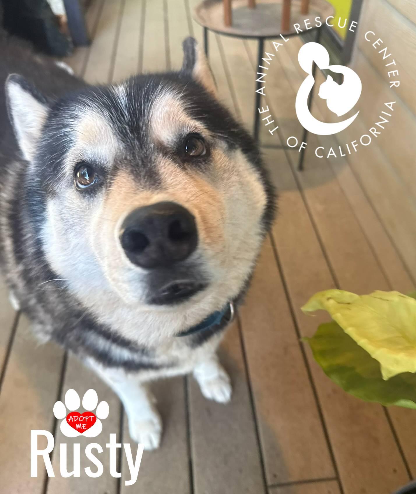 Enlarge Rusty, a ADOPTABLE mixed breed in Coachella, CA image 5/6