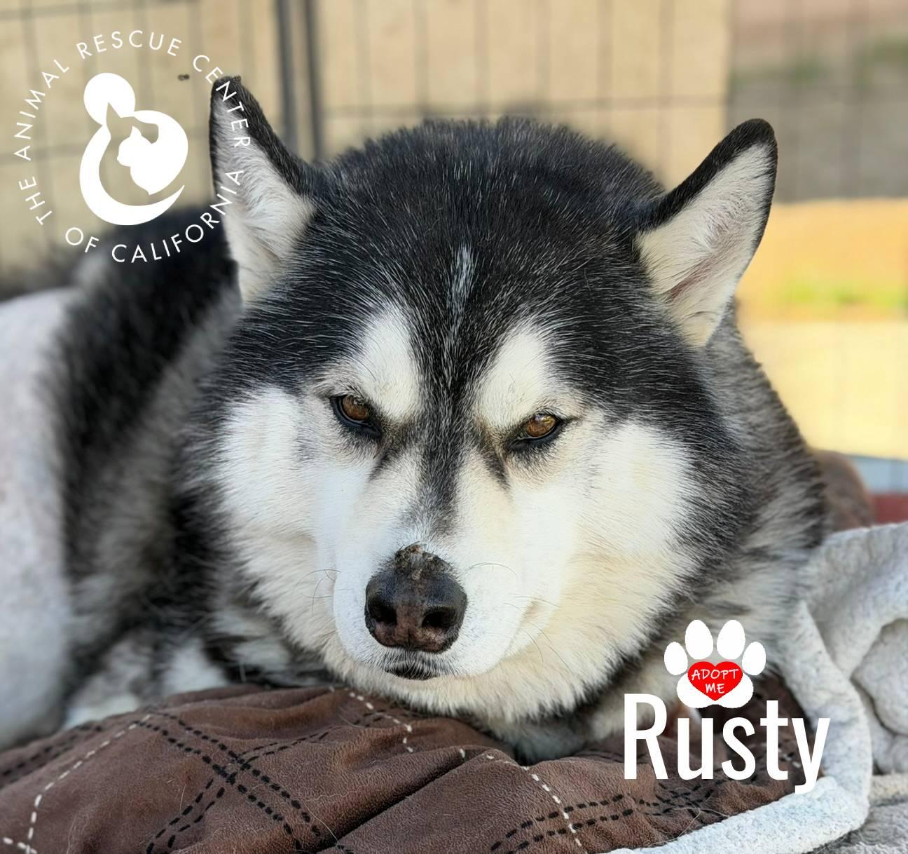 Enlarge Rusty, a ADOPTABLE mixed breed in Coachella, CA image 2/6