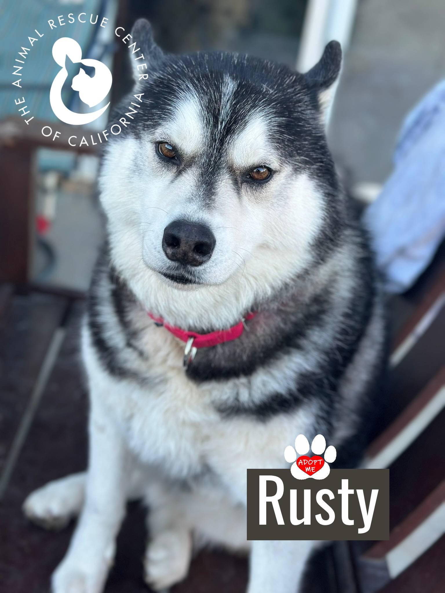 Enlarge Rusty, a ADOPTABLE mixed breed in Coachella, CA image 3/6