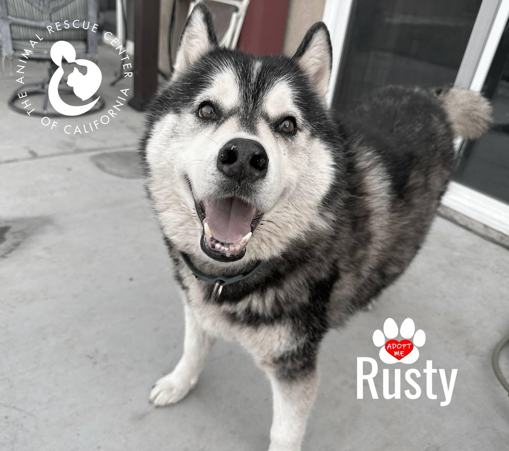 Enlarge Rusty, a ADOPTABLE mixed breed in Coachella, CA image 6/6