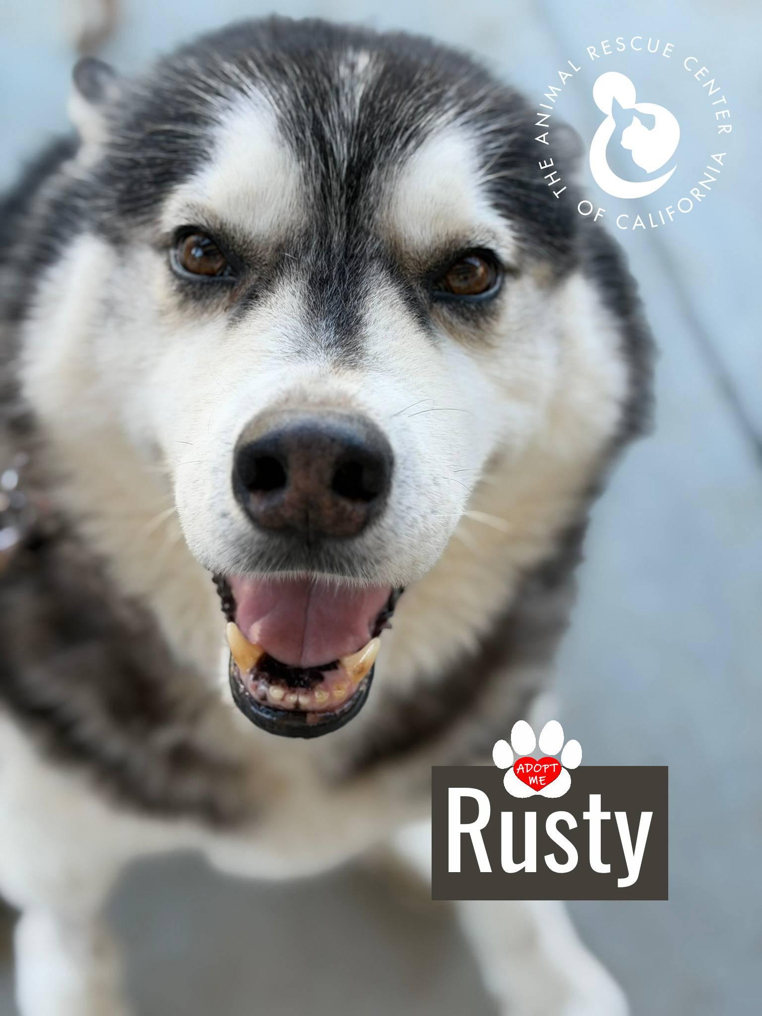 Enlarge Rusty, a ADOPTABLE mixed breed in Coachella, CA image 1/6