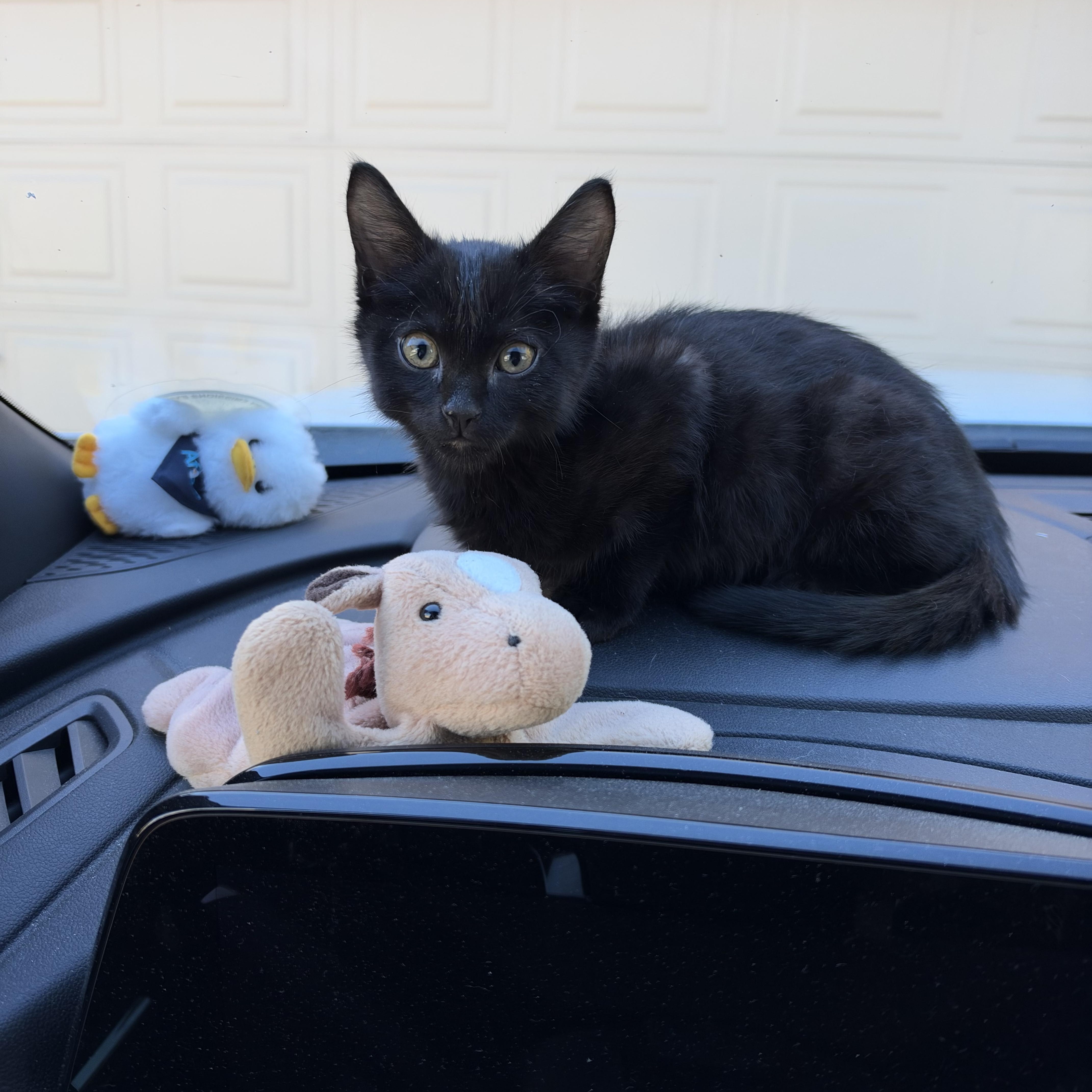 Enlarge Castiel, a Adoptable Domestic Short Hair in Aurora, CO image 1/5