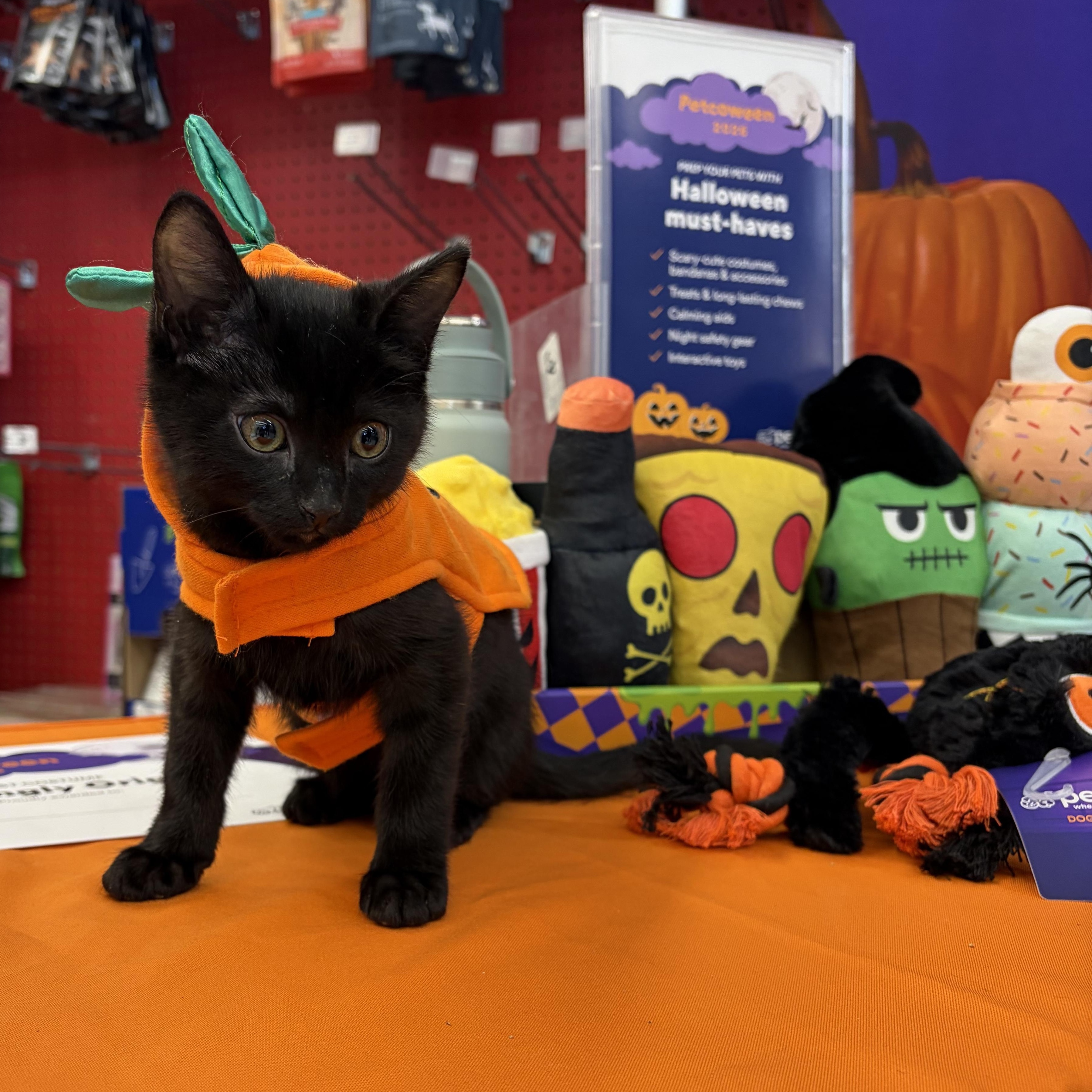 Enlarge Castiel, a Adoptable Domestic Short Hair in Aurora, CO image 3/5