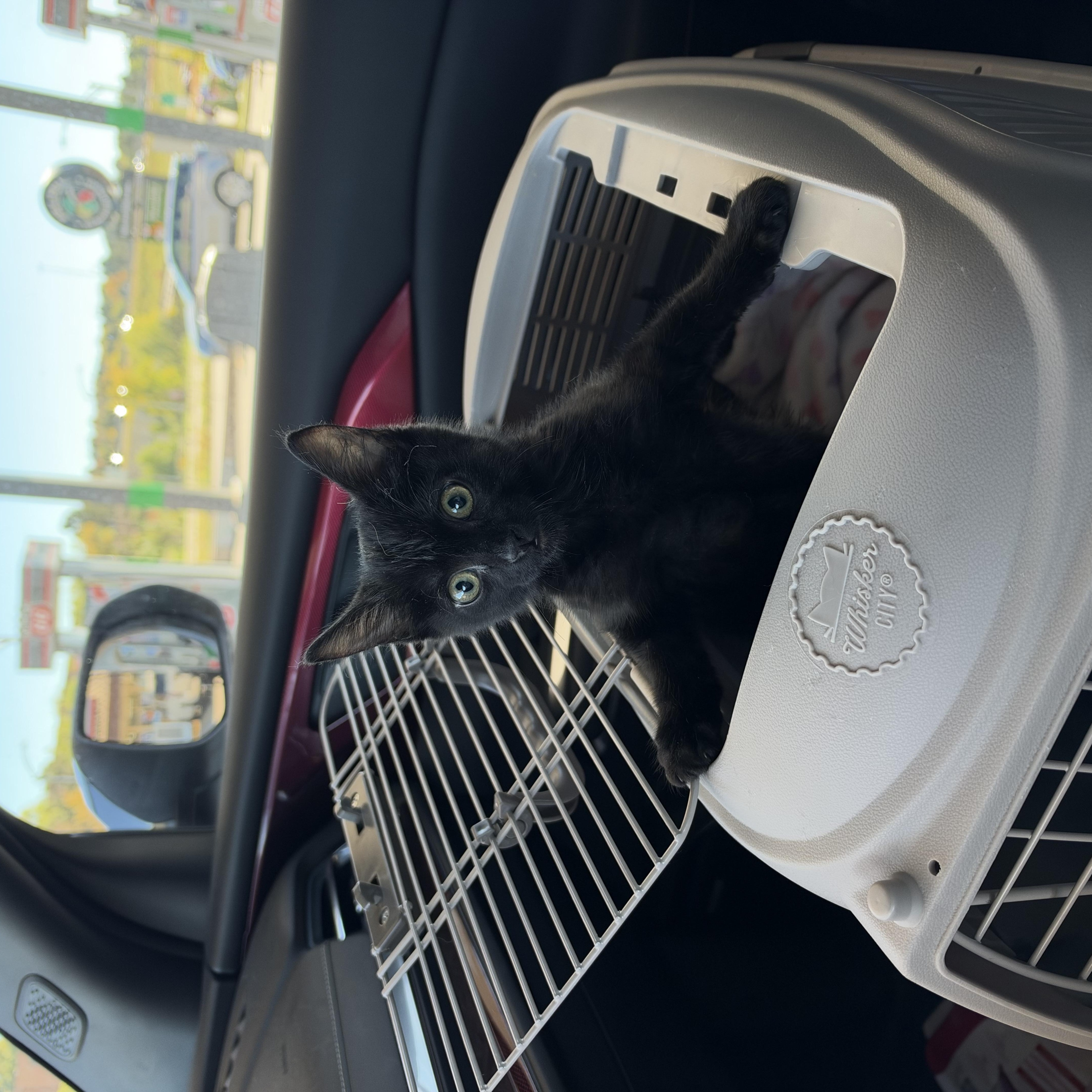 Enlarge Castiel, a Adoptable Domestic Short Hair in Aurora, CO image 2/5