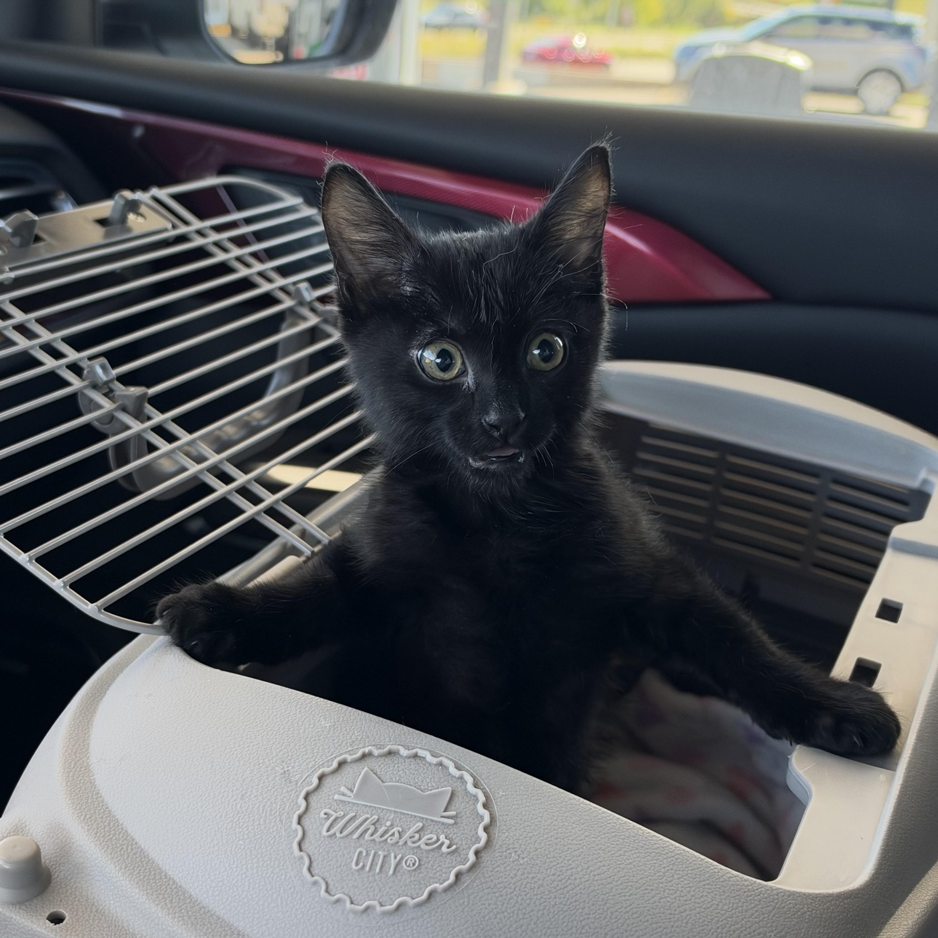 Enlarge Castiel, a Adoptable Domestic Short Hair in Aurora, CO image 4/5