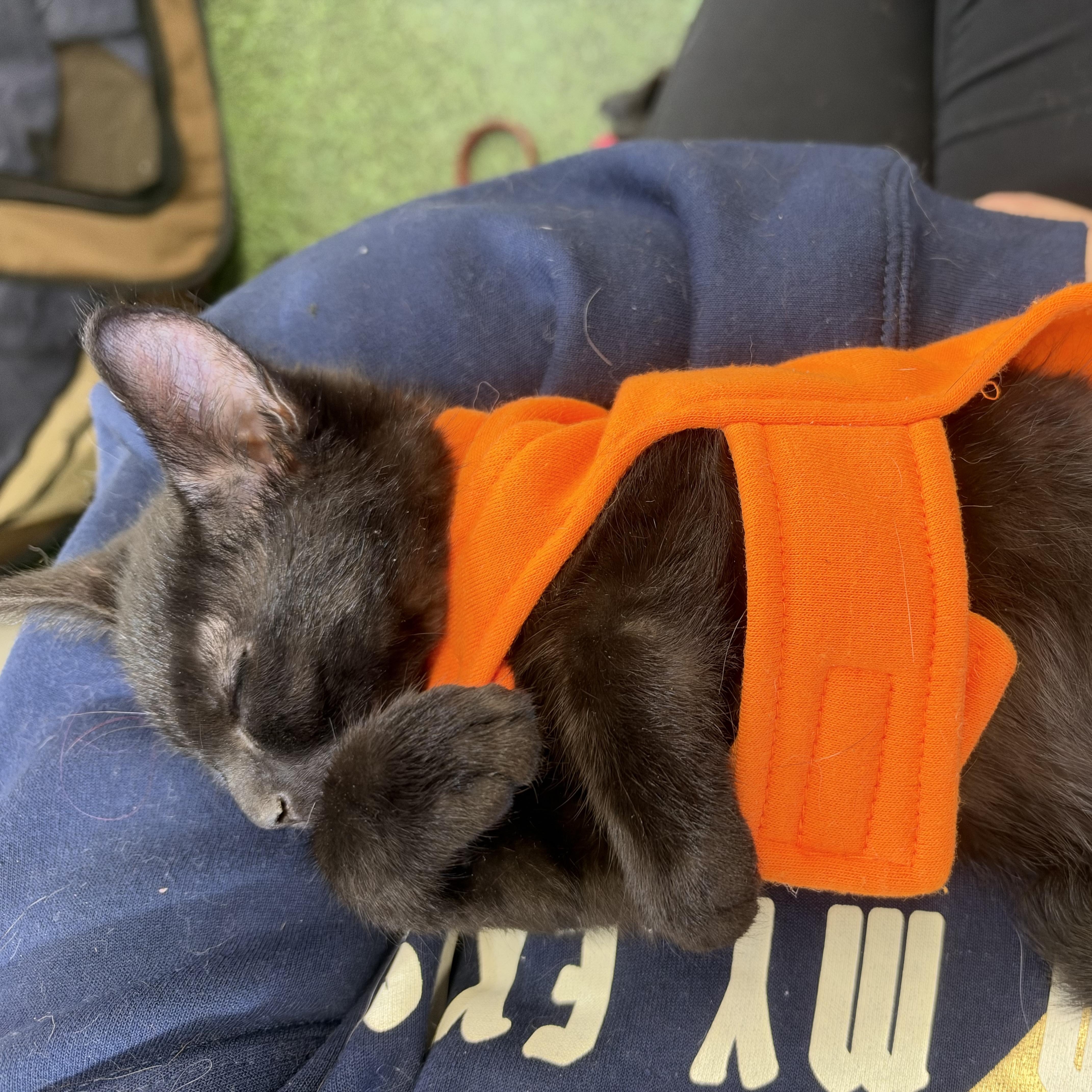 Enlarge Castiel, a Adoptable Domestic Short Hair in Aurora, CO image 5/5