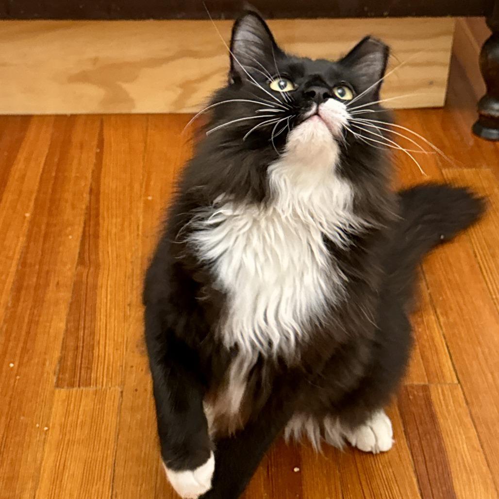 Enlarge Dietrich, a Adoptable Domestic Long Hair in Richmond, VA image 1/6