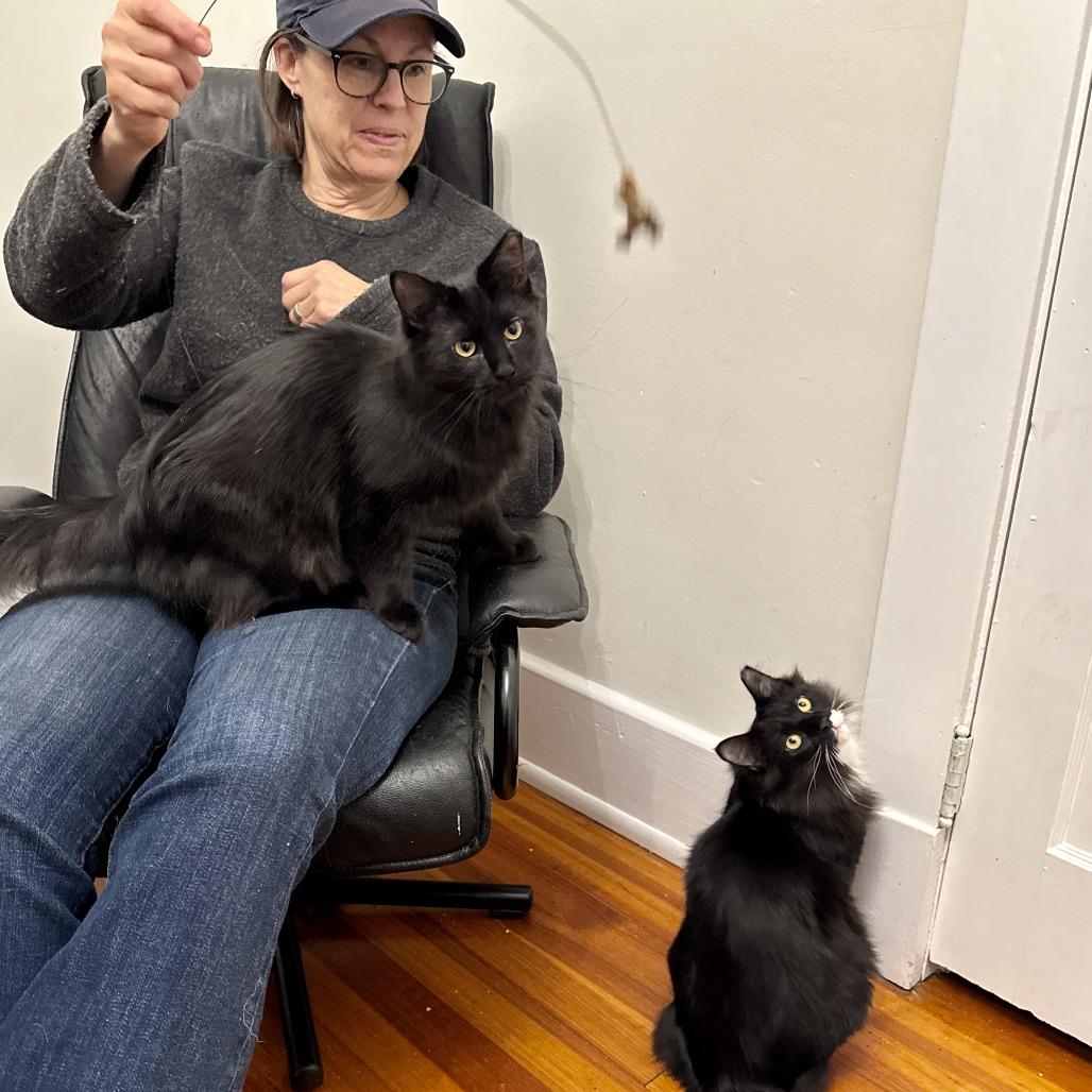 Enlarge Dietrich, a Adoptable Domestic Long Hair in Richmond, VA image 2/6