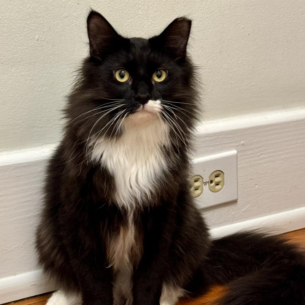 Enlarge Dietrich, a Adoptable Domestic Long Hair in Richmond, VA image 3/6