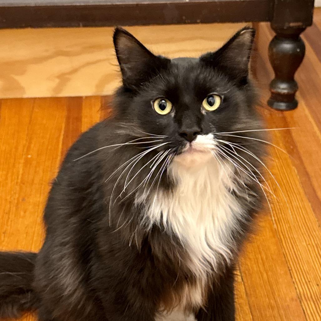 Enlarge Dietrich, a Adoptable Domestic Long Hair in Richmond, VA image 4/6