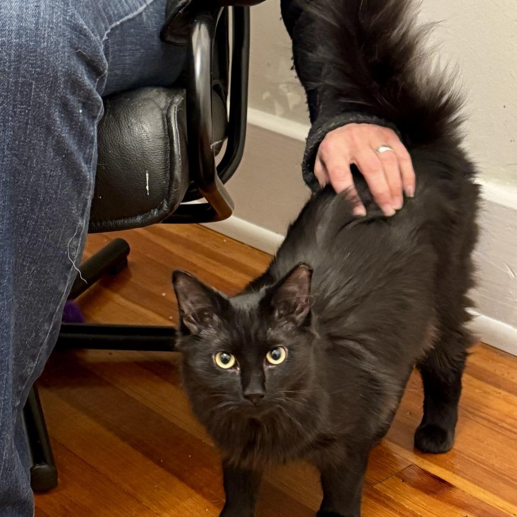 Enlarge Dietrich, a Adoptable Domestic Long Hair in Richmond, VA image 5/6