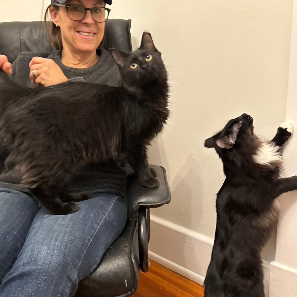 Enlarge Dietrich, a Adoptable Domestic Long Hair in Richmond, VA image 6/6