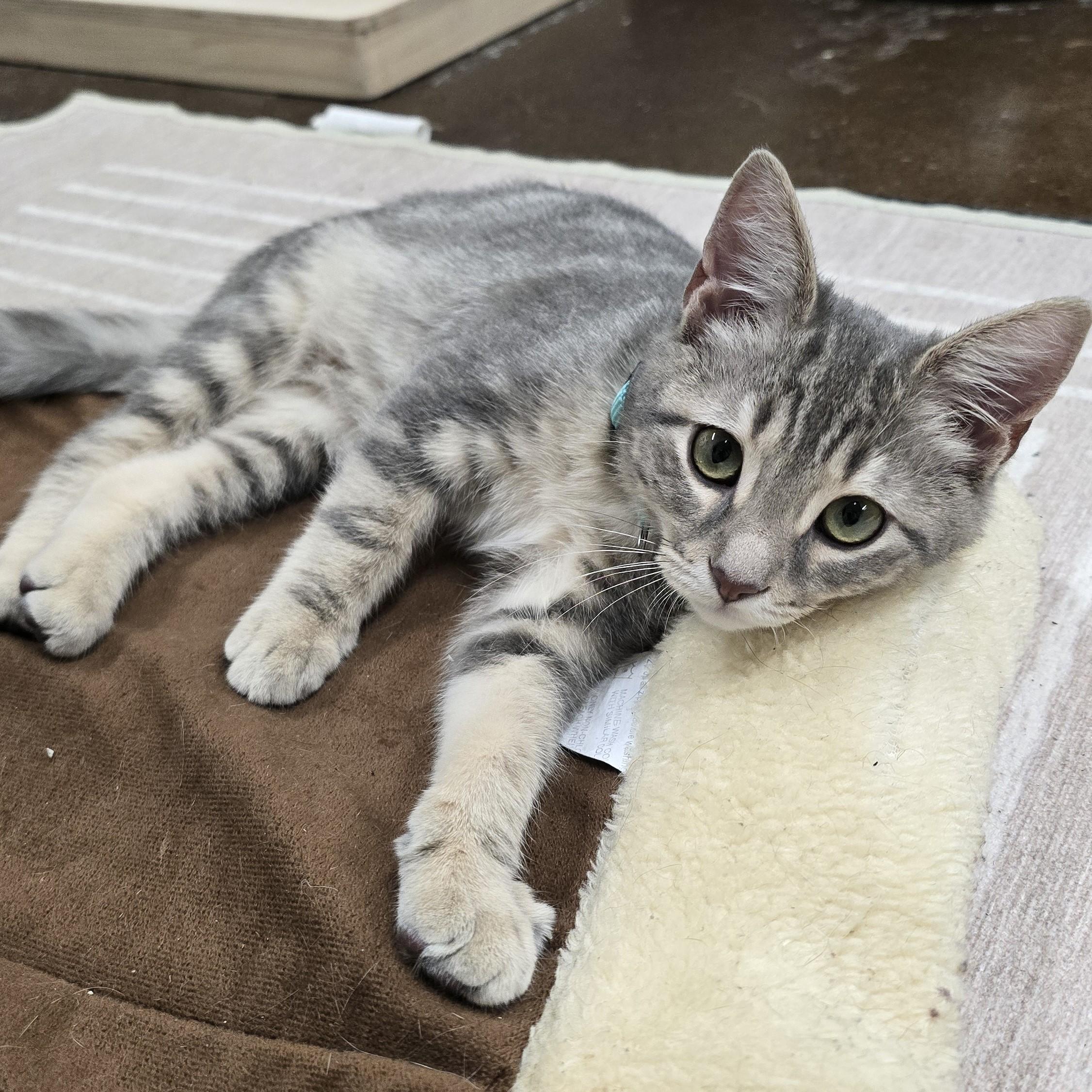 Enlarge Spruce, a ADOPTABLE Domestic Short Hair in Nashville, TN image 2/6