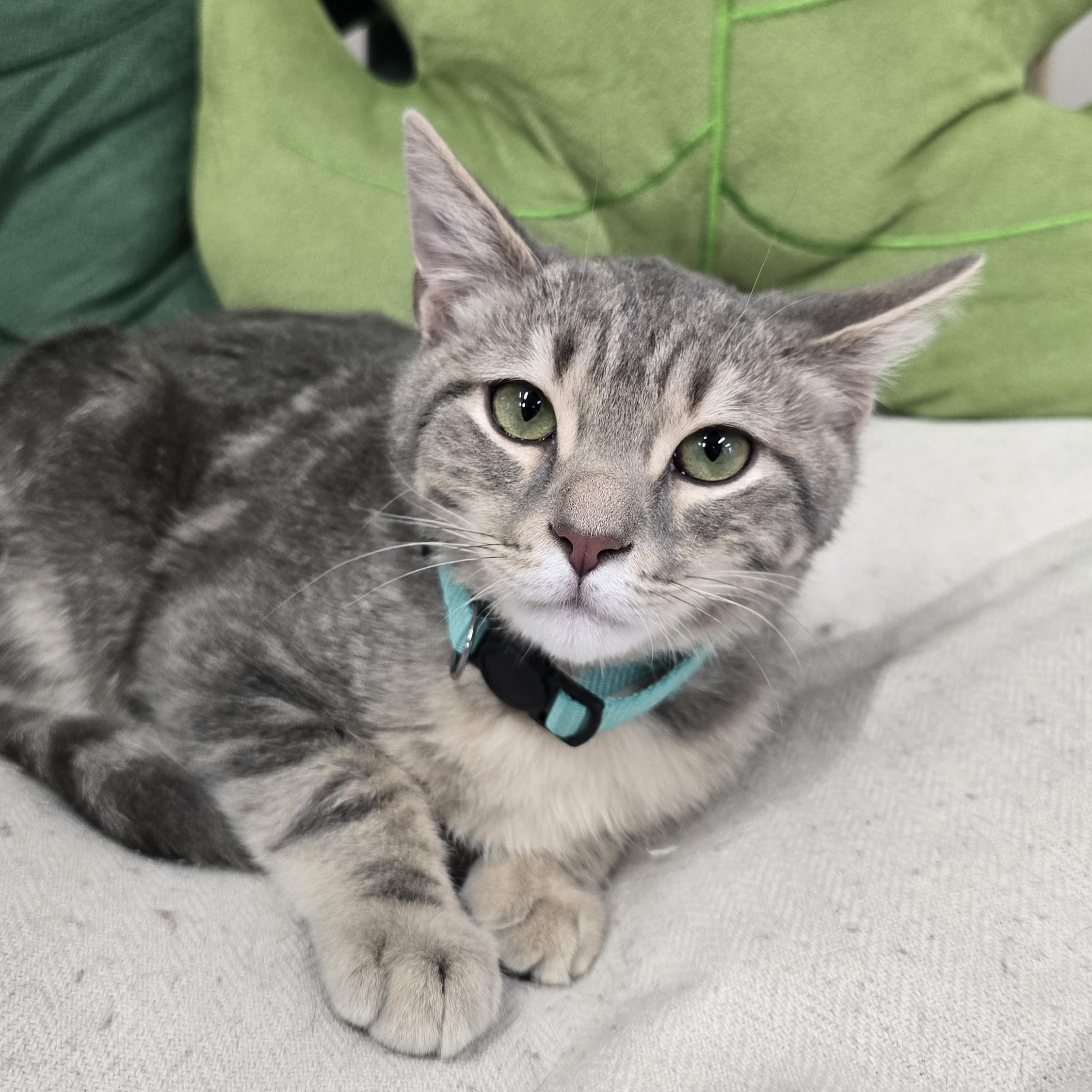 Spruce, ADOPTABLE, Young Male Domestic Short Hair.