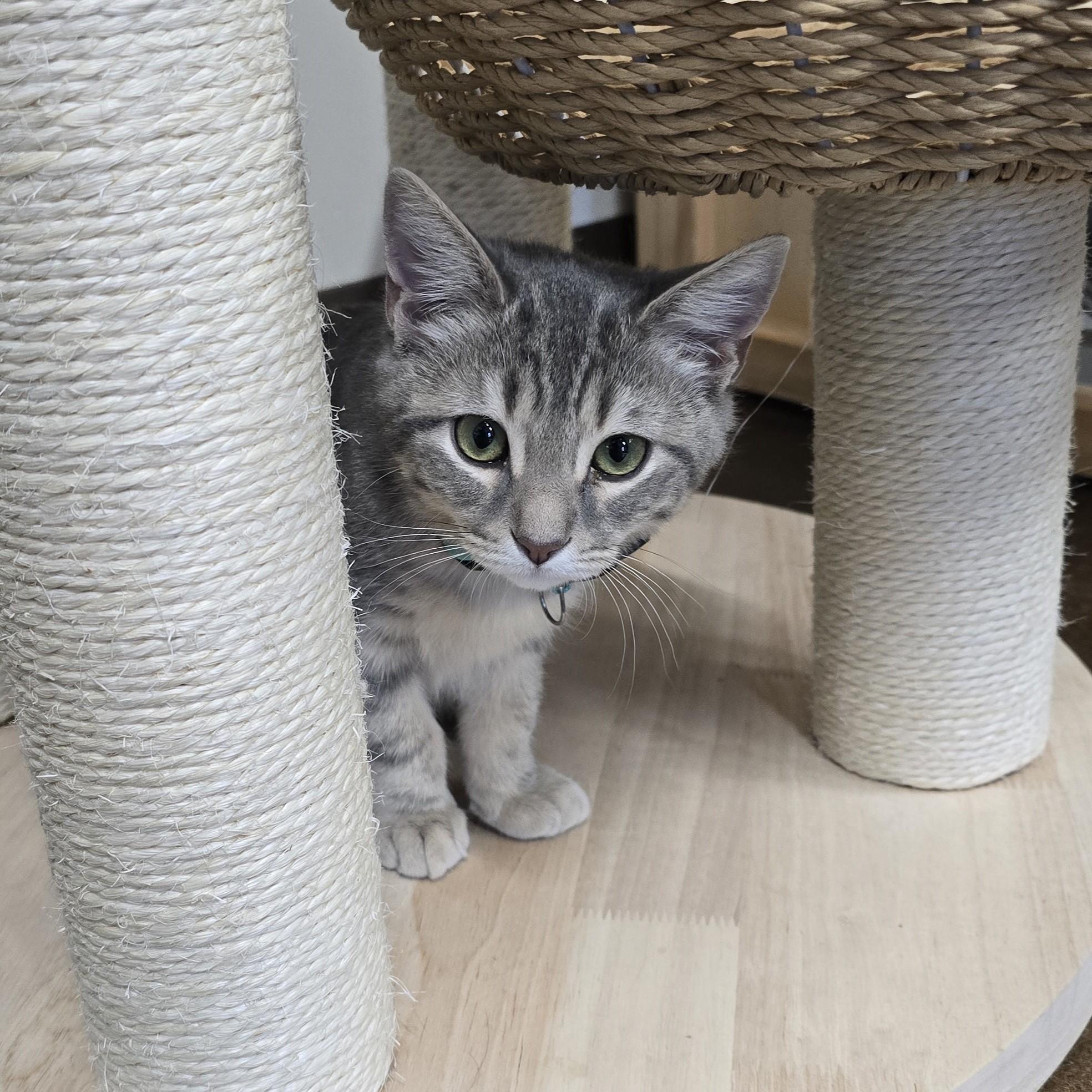 Enlarge Spruce, a ADOPTABLE Domestic Short Hair in Nashville, TN image 6/6