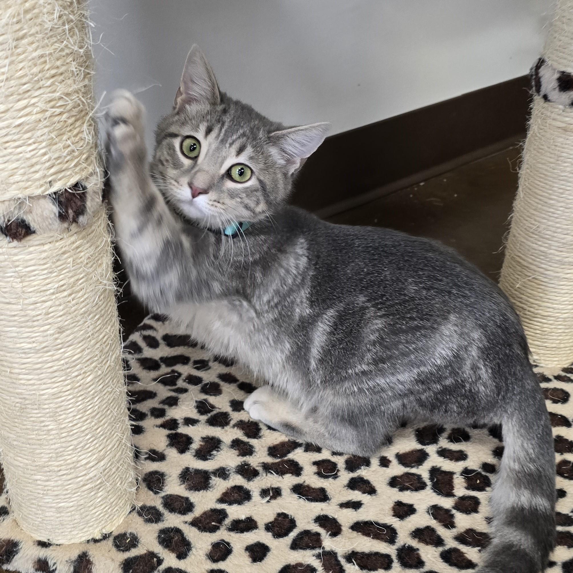 Enlarge Spruce, a ADOPTABLE Domestic Short Hair in Nashville, TN image 4/6