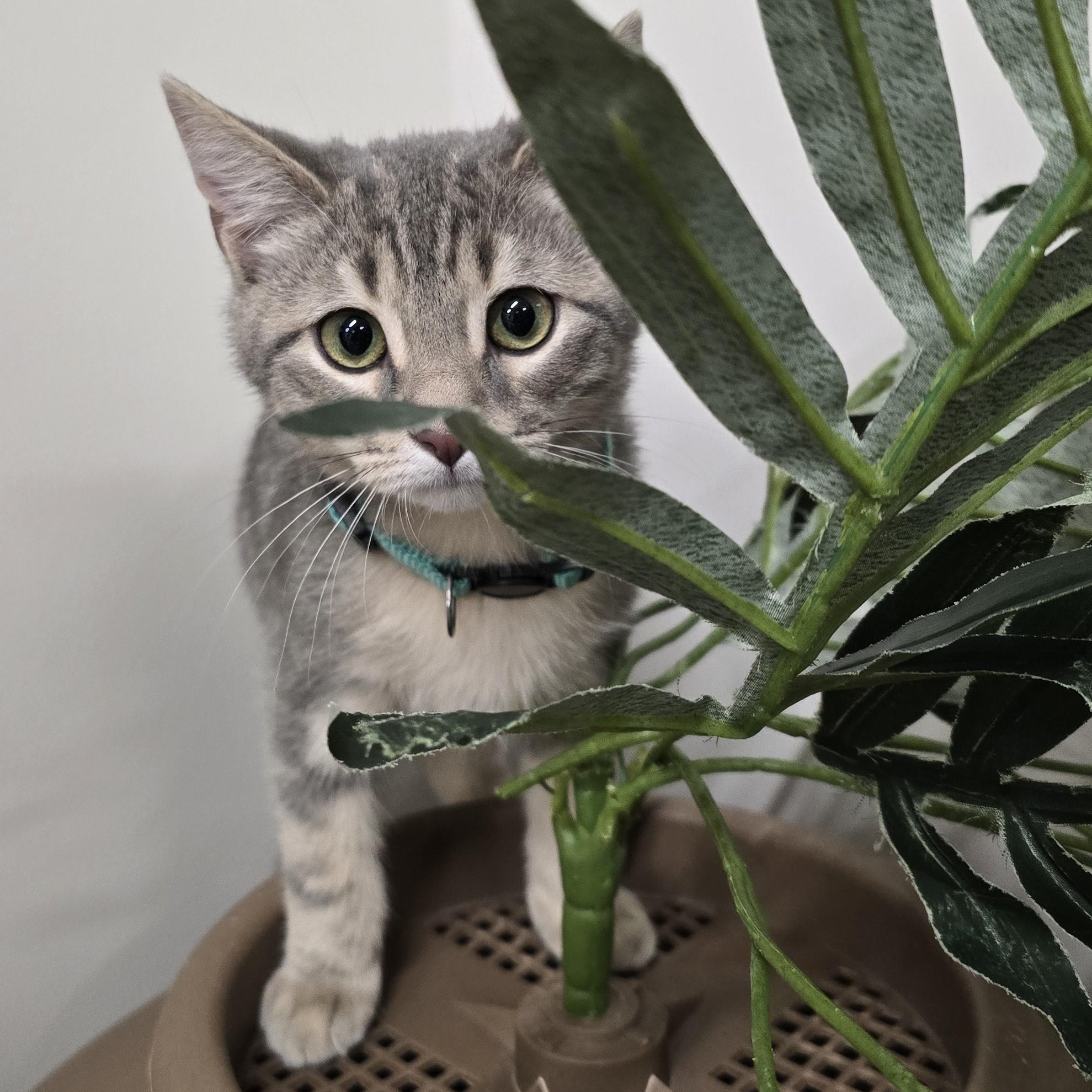 Enlarge Spruce, a ADOPTABLE Domestic Short Hair in Nashville, TN image 3/6