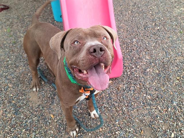 PEANUT BUTTA, Adoptable, Young Male Pit Bull Terrier.