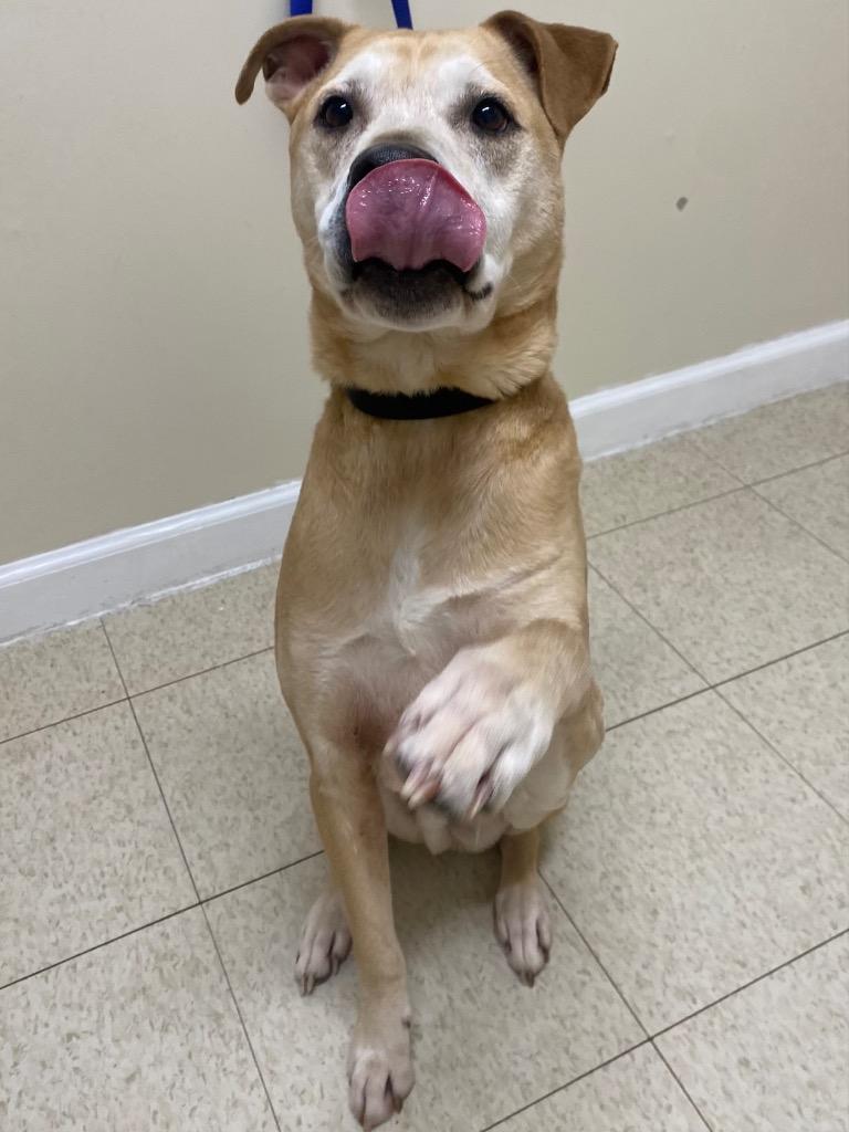 Morris, Adoptable, Adult Male Shepherd & Labrador Retriever.