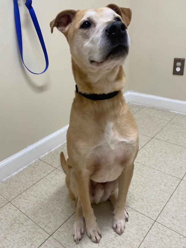 Enlarge Morris, a Adoptable mixed breed in Fall River, MA image 2/6