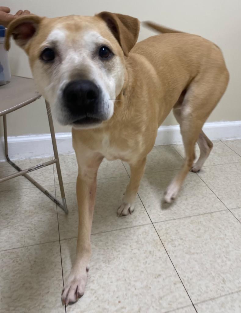 Enlarge Morris, a Adoptable mixed breed in Fall River, MA image 3/6