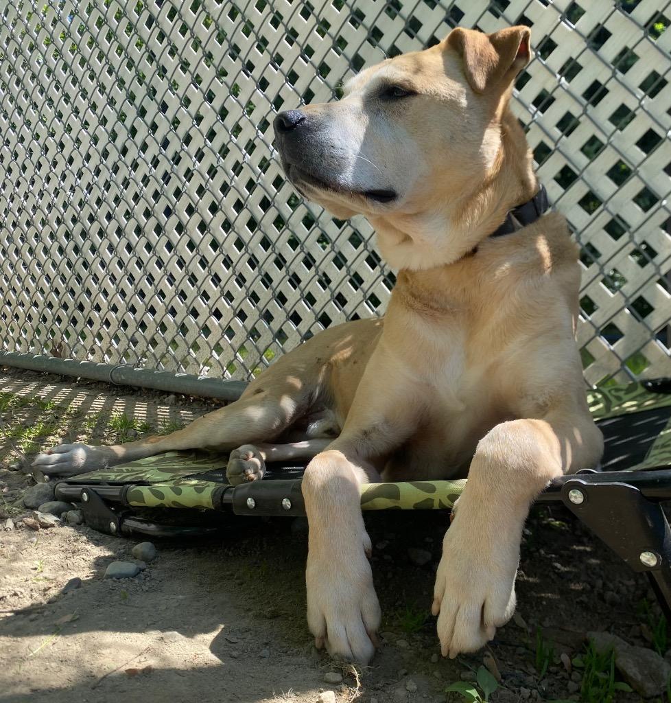 Enlarge Morris, a Adoptable mixed breed in Fall River, MA image 4/6