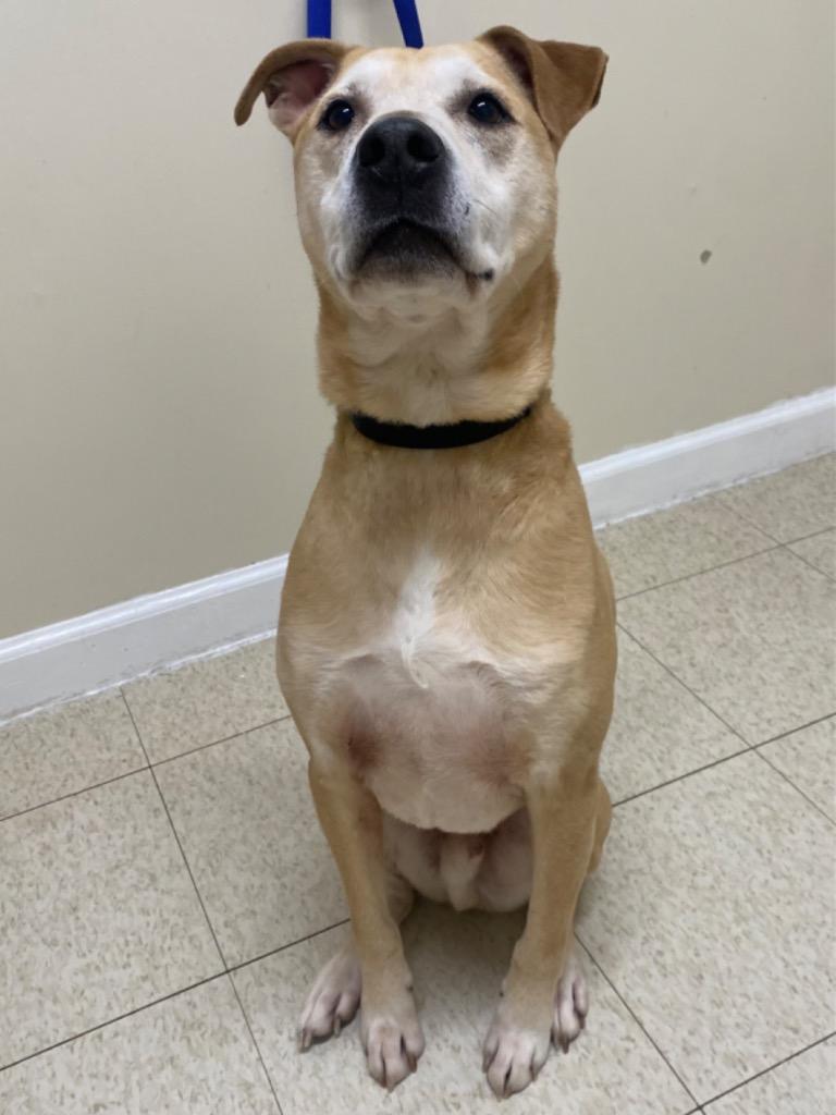 Enlarge Morris, a Adoptable mixed breed in Fall River, MA image 5/6