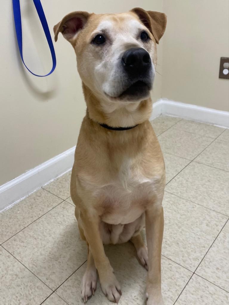Enlarge Morris, a Adoptable mixed breed in Fall River, MA image 6/6
