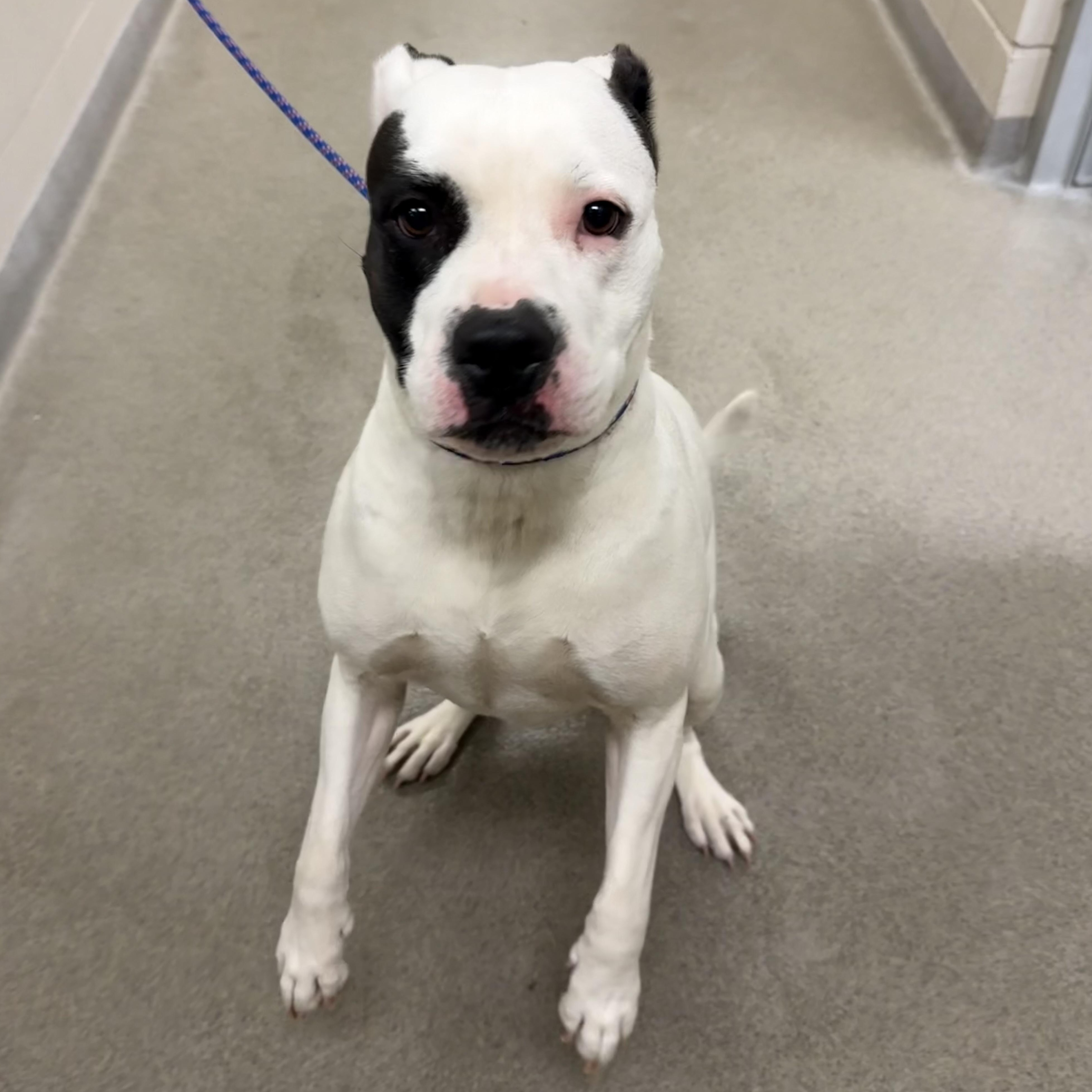 Enlarge Jinx, a ADOPTABLE Pit Bull Terrier in Kearney, NE image 1/1