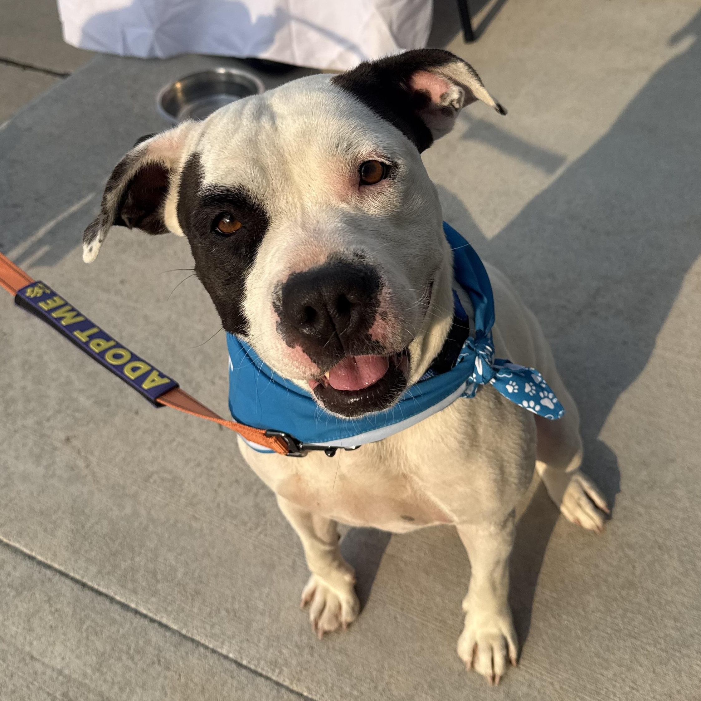 Jinx, ADOPTABLE, Adult Female Pit Bull Terrier.