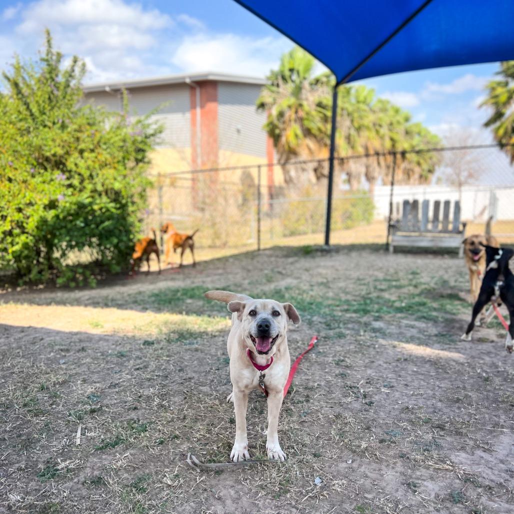 Stella — thumbnail 2