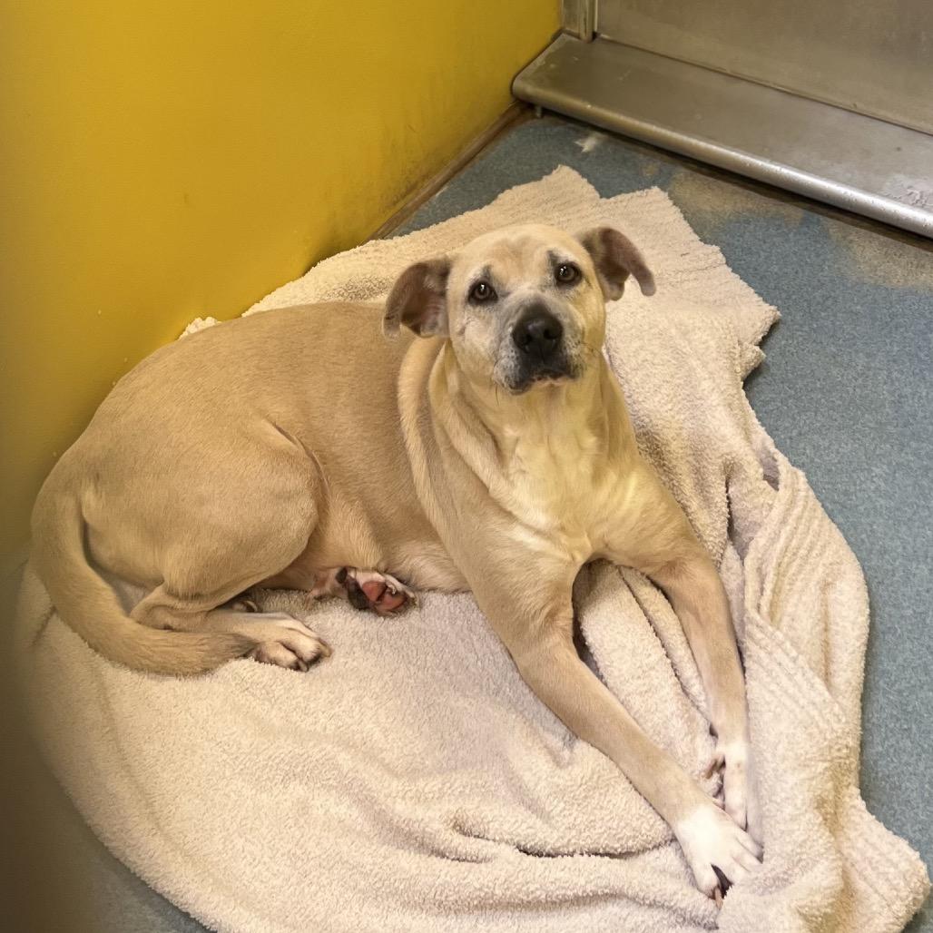 Stella — thumbnail 3