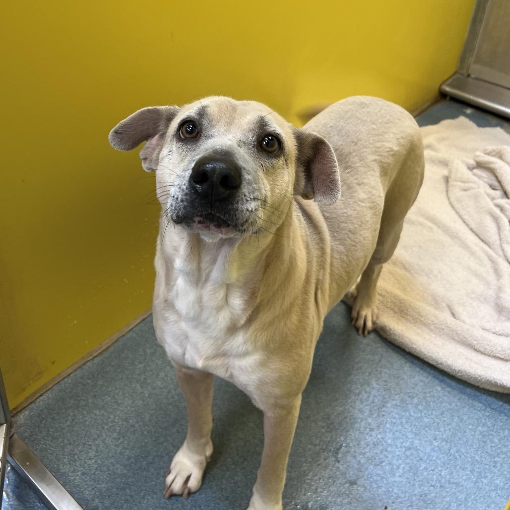 Stella — thumbnail 4