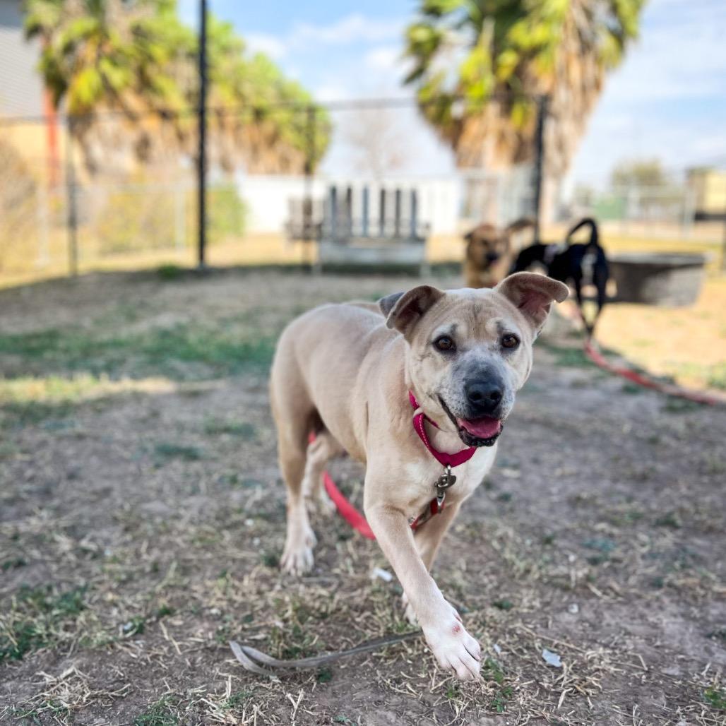 Stella — thumbnail 5