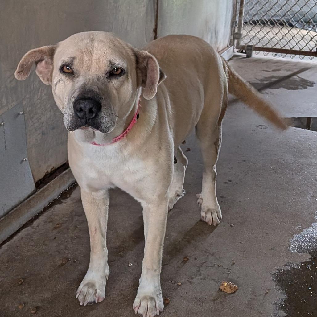 Stella — thumbnail 6