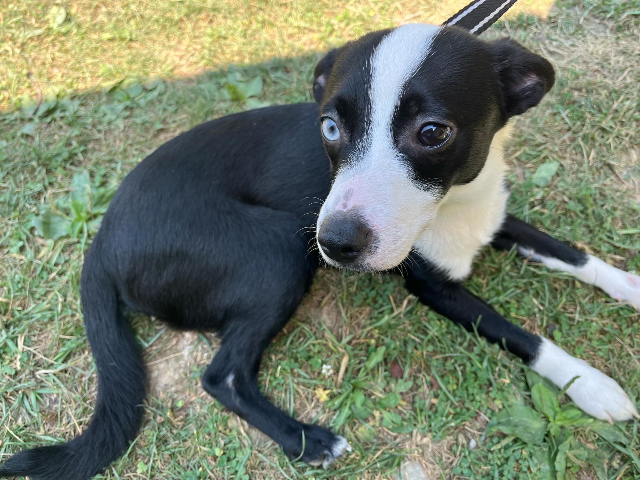 Enlarge Lee Roy, a Adopted Chihuahua in Clairton, PA image 1/1