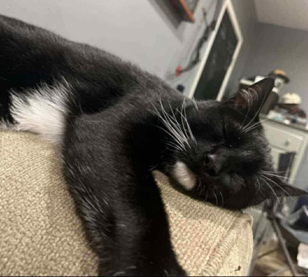 Toby, adopted, Adult Male Bombay & American Shorthair.