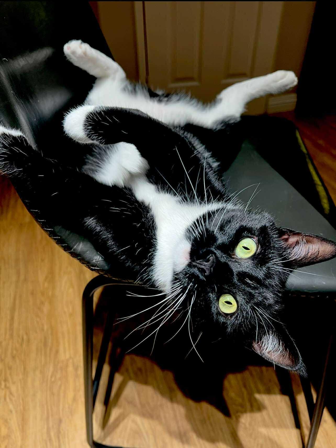 Toby Bombay Cat