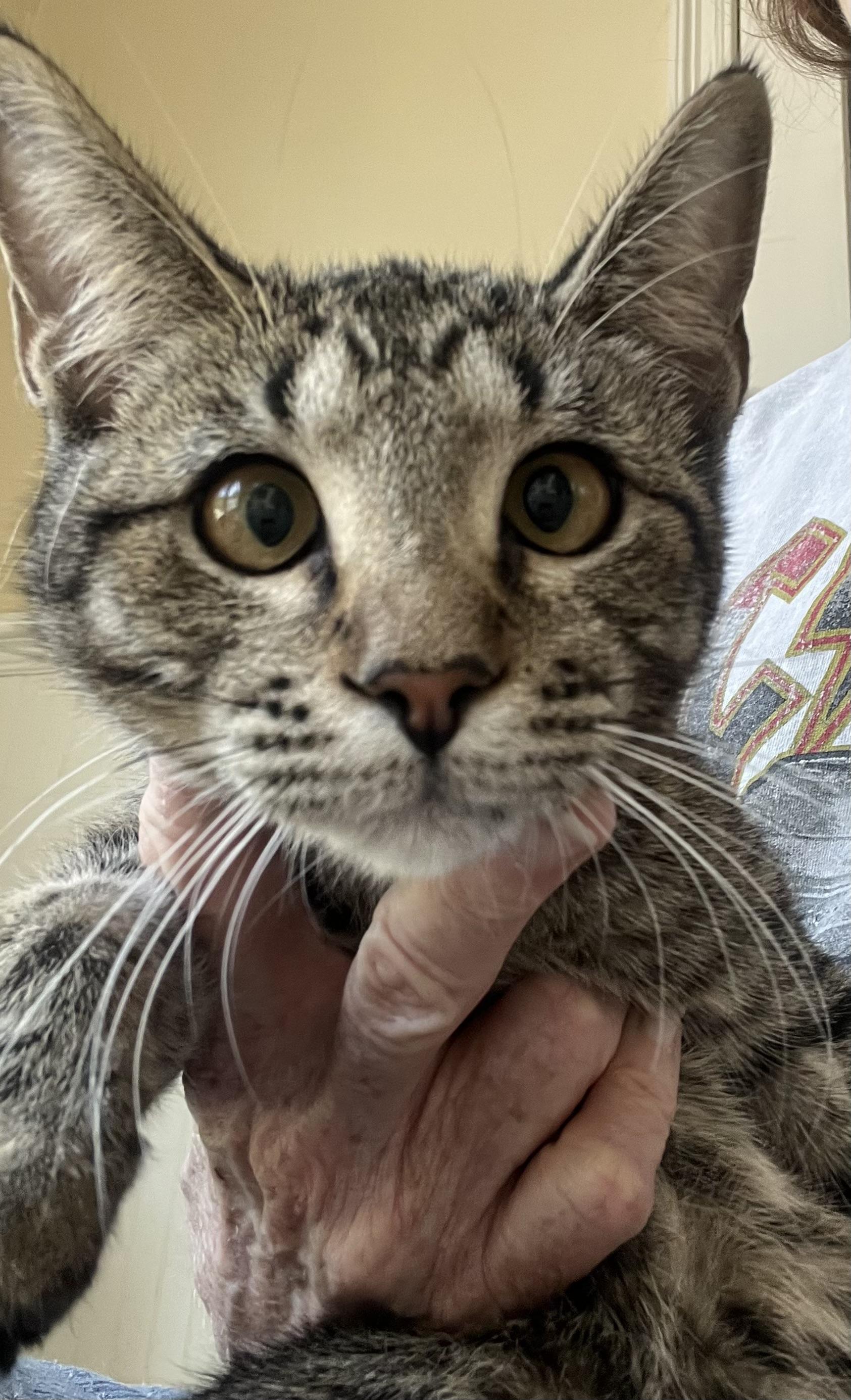 Pixie (sis to Bubbles), Adoptable, Kitten Female Tabby.