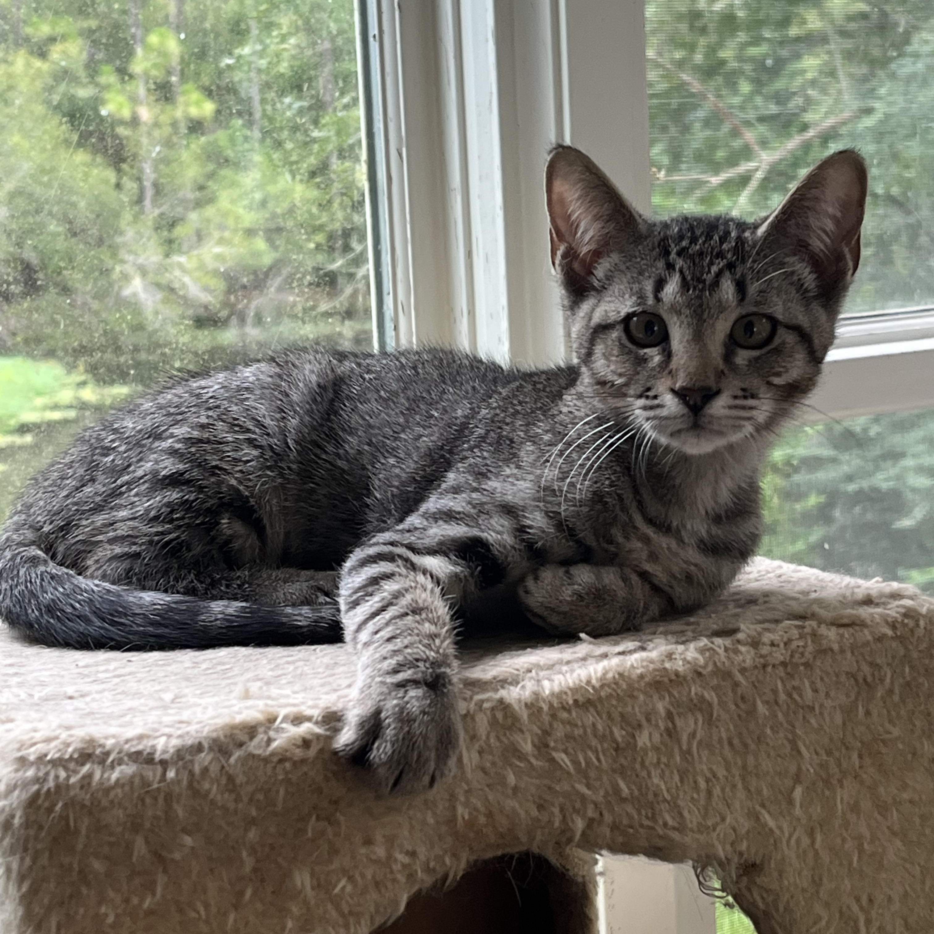 Pixie (sis to Bubbles), a Adoptable Tabby in Mobile, AL image 2/2