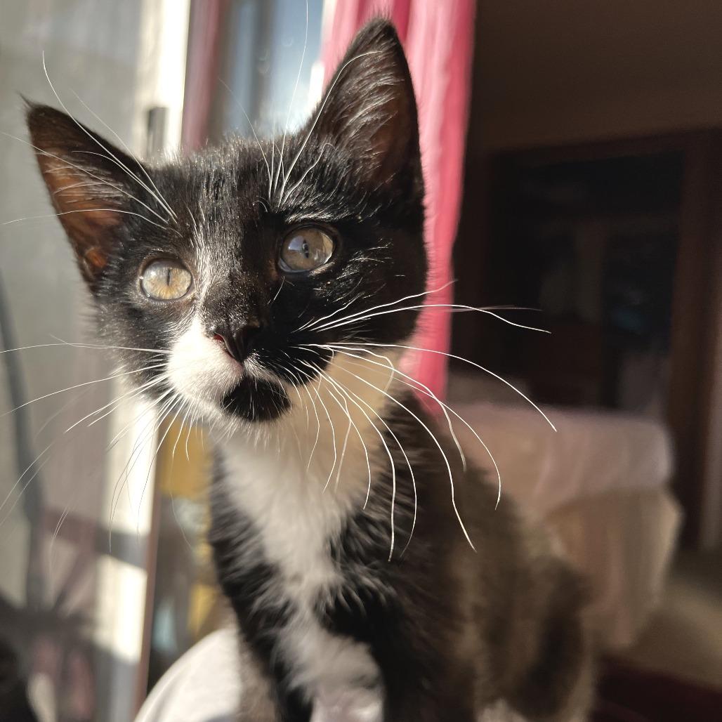 Bruno, Adoptable, Young Male Domestic Short Hair.