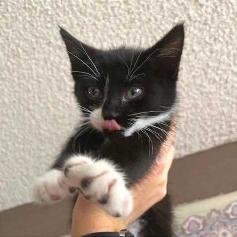 Enlarge Bruno, a Adoptable Domestic Short Hair in Hailey, ID image 2/6