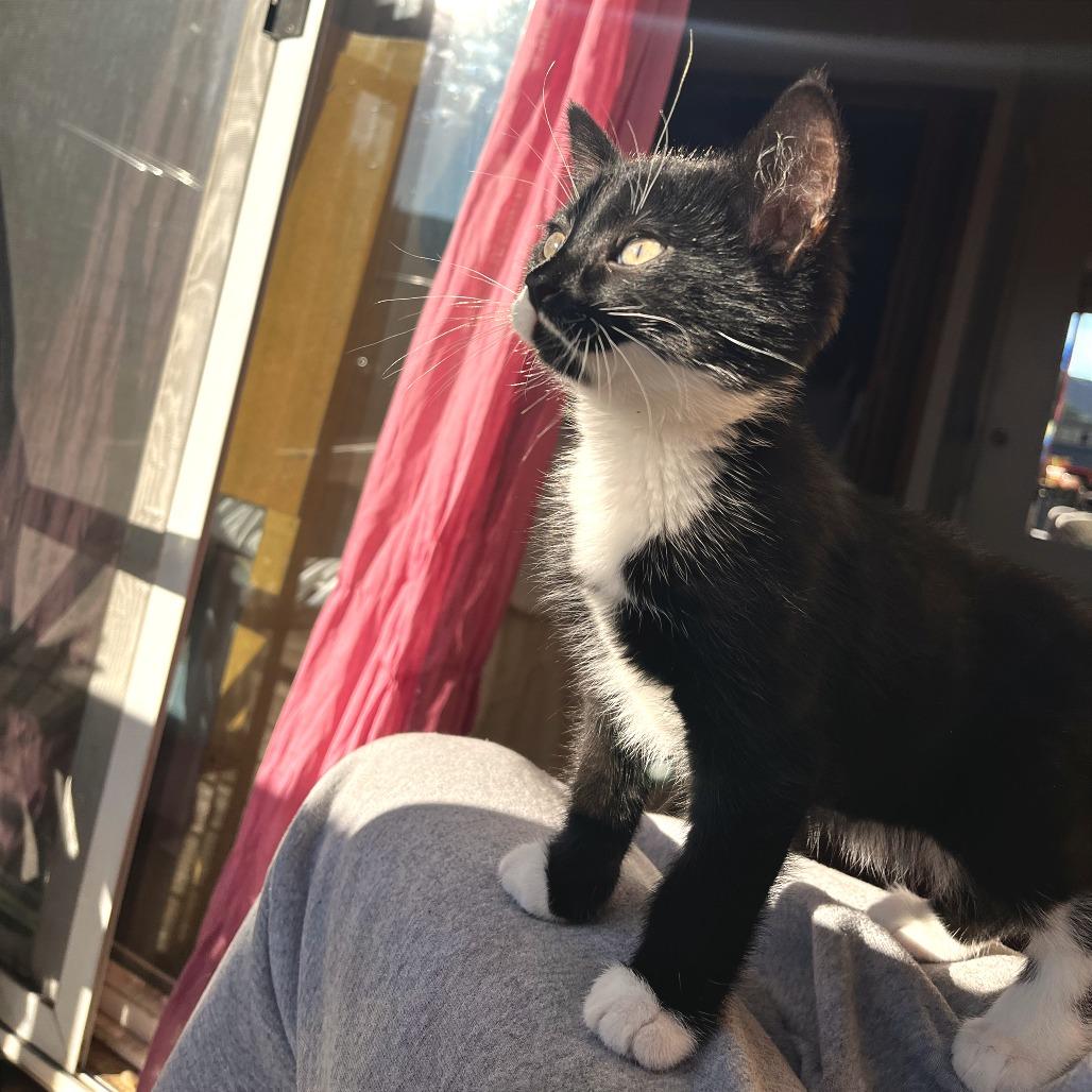 Enlarge Bruno, a Adoptable Domestic Short Hair in Hailey, ID image 3/6