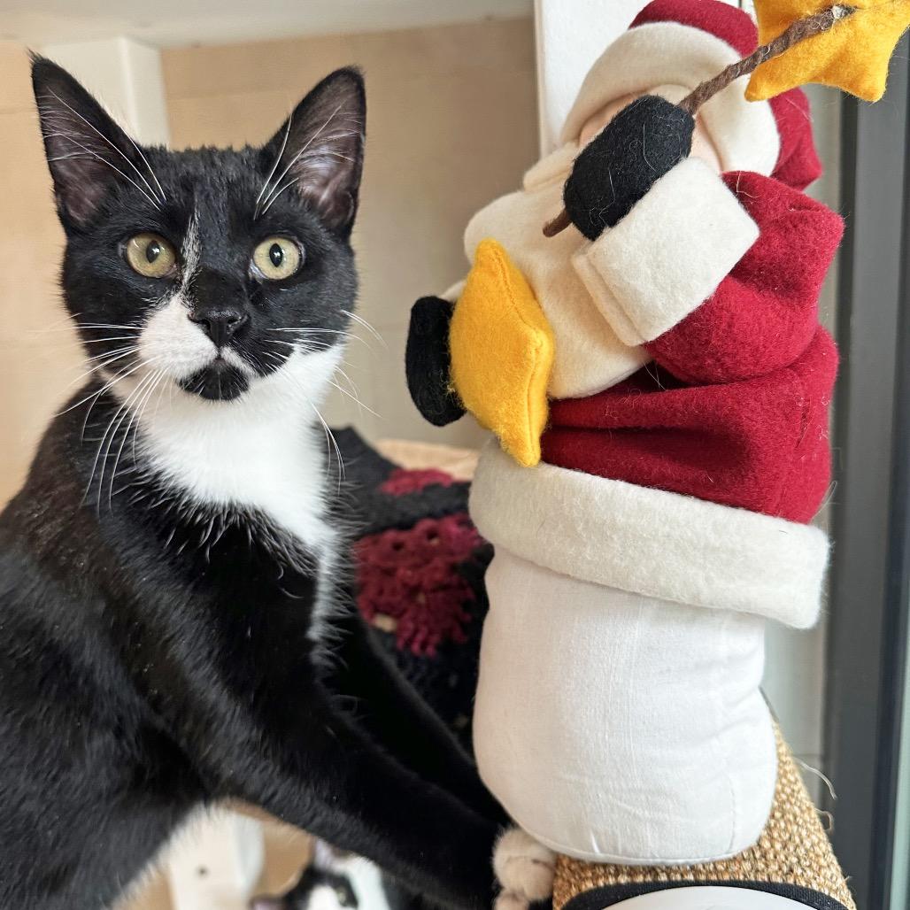 Enlarge Bruno, a Adoptable Domestic Short Hair in Hailey, ID image 4/6